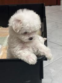 Maltese mini toy maschio