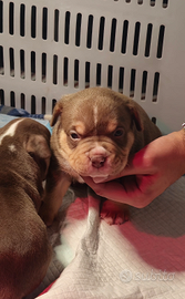 Cucciolo American Bully
