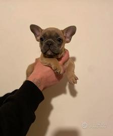 Bulldog francese