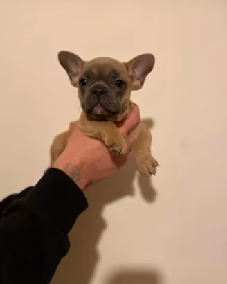 Bulldog francese
