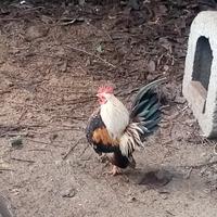 Galline Serama Europee