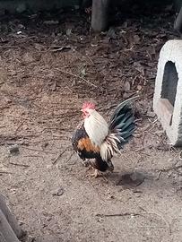 Galline Serama Europee