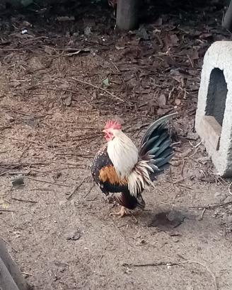 Galline Serama Europee