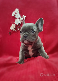 Bulldog Francese