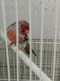 Canarino maschio Agata rosso mosaico