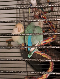 Coppia di inseparabili roseicollis