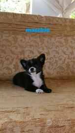 Chihuahua Toy