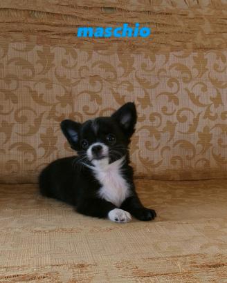 Chihuahua Toy