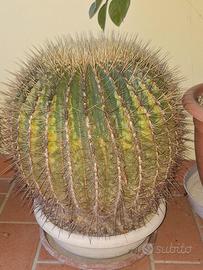 Solo per amore (Echinocactus Platyacanthus)