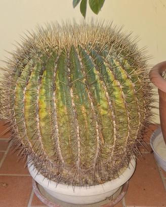 Solo per amore (Echinocactus Platyacanthus)