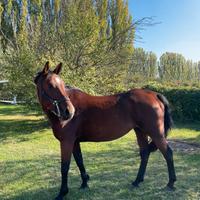 Cavalla 13 anni, ideale per passeggiate