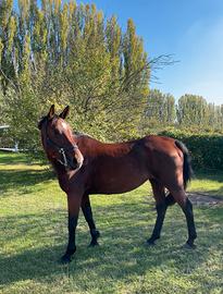 Cavalla 13 anni, ideale per passeggiate