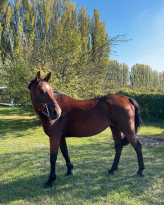 Cavalla 13 anni, ideale per passeggiate