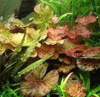 Pianta acquario nymphaea lotus red