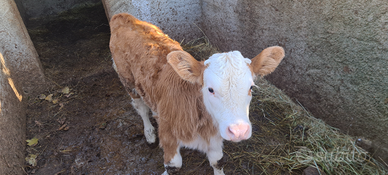 Vitelle pezzate rosse fleckvieh