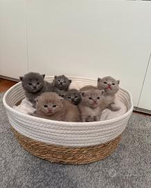 Scottish fold/straight