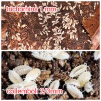 Onischi isopodi pulitori detrivori x terrario bio