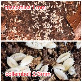 Onischi isopodi pulitori detrivori x terrario bio