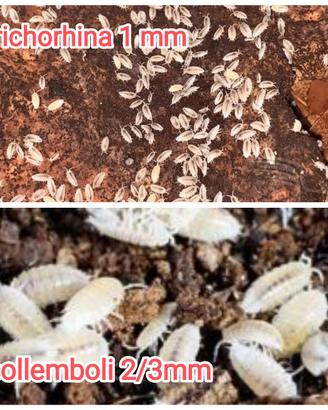 Onischi isopodi pulitori detrivori x terrario bio