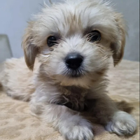 Maltipoo cani cucchiolo