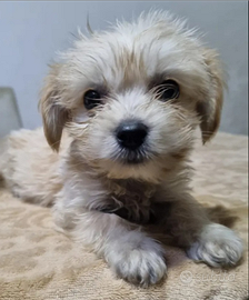 Maltipoo cani cucchiolo