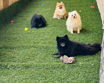 Volpino Pomerania toy