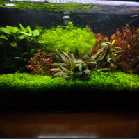 LOTTO PIANTE ACQUARIO MIX