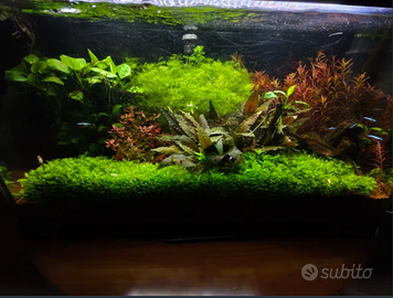 LOTTO PIANTE ACQUARIO MIX