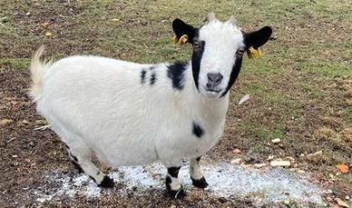 C. E. R. C. O capretta tibetana