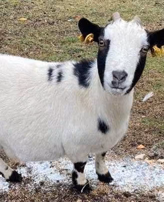 C. E. R. C. O capretta tibetana