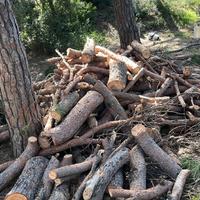 Legna di pino