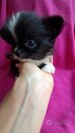 Chihuahua femmina taglia mini