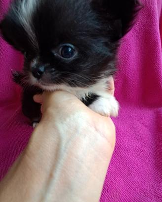 Chihuahua femmina taglia mini