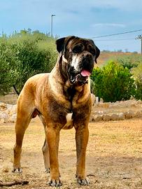 disponibile x monte