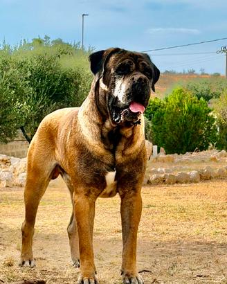 disponibile x monte