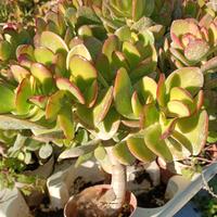 Pianta grassa Albero di Giada 