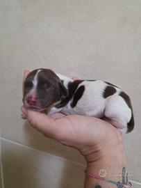 Cuccioli springer spaniel