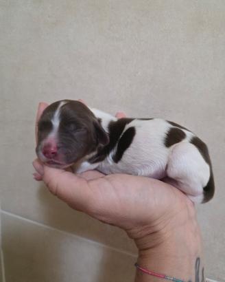 Cuccioli springer spaniel