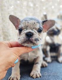 BULLDOG FRANCESE CUCCIOLI MERLE - pag dilazionato