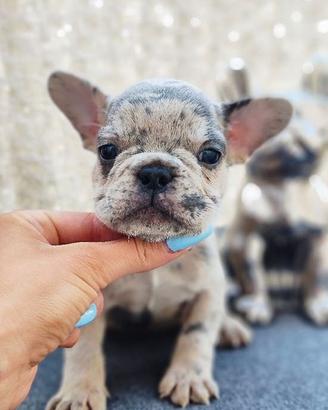 BULLDOG FRANCESE CUCCIOLI MERLE - pag dilazionato