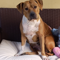 Cane Amstaff 5 anni