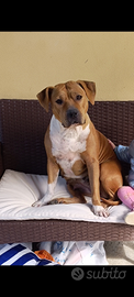 Cane Amstaff 5 anni