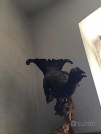 Gallo forcello imbalsamato