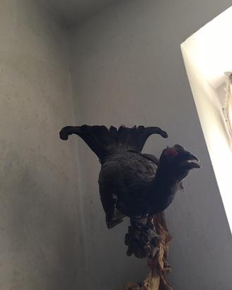 Gallo forcello imbalsamato
