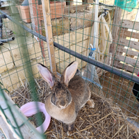 Coniglio razza gigante