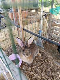 Coniglio razza gigante