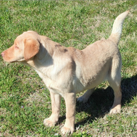 Cuccioli di labrador retriever