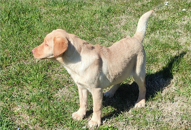 Cuccioli di labrador retriever