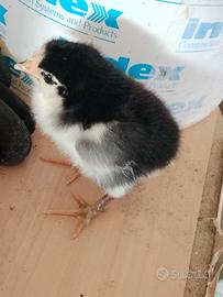 Pulcini brahma/australop