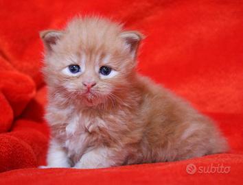 Cucciola Maine Coon Rosso Silver con Pedigree